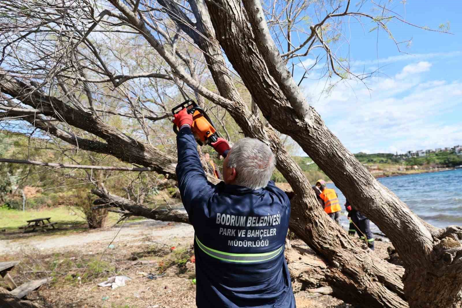 Fırtınada devrilen Ilgın ağaçları yeniden toprakla buluşuyor
