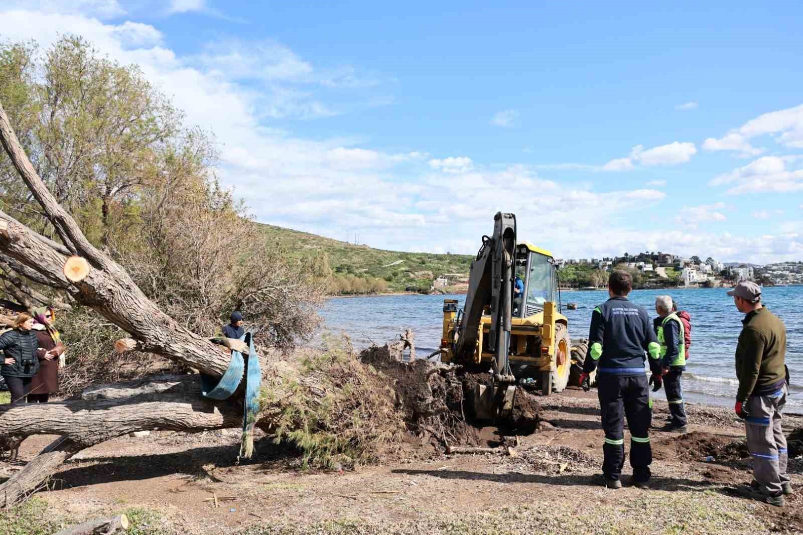 Fırtınada devrilen Ilgın ağaçları yeniden toprakla buluşuyor
