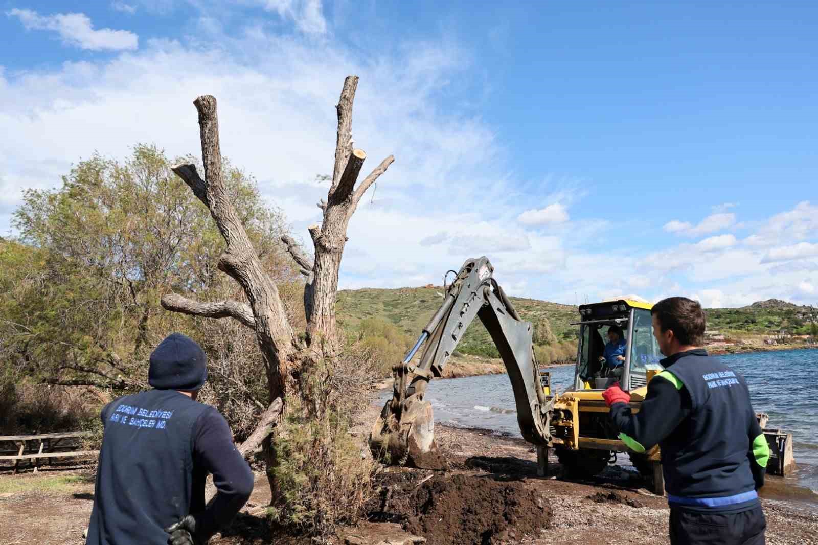 Fırtınada devrilen Ilgın ağaçları yeniden toprakla buluşuyor
