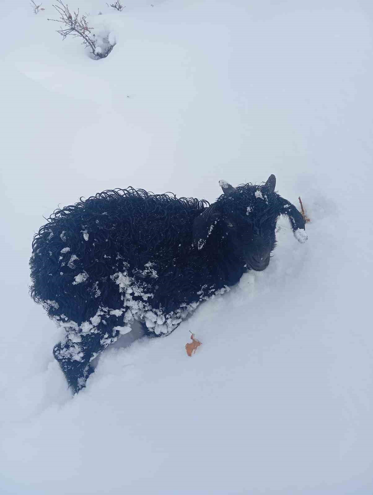 Fırtınada kaybolan kuzu 3 gün sonra sağ bulundu
Fırtınada kaybolan kuzu 3 gün sonra sağ bulundu