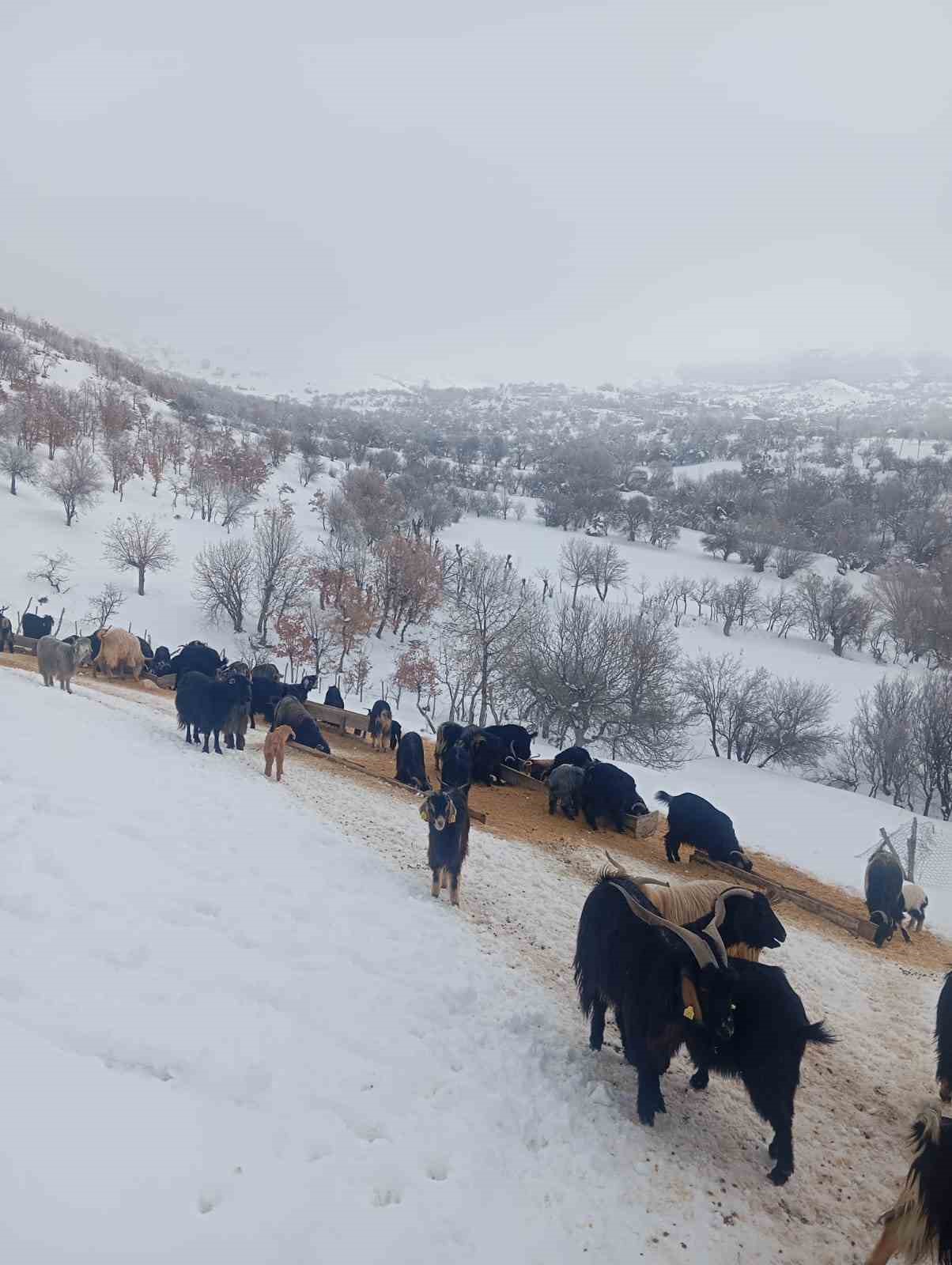 Fırtınada kaybolan kuzu 3 gün sonra sağ bulundu
Fırtınada kaybolan kuzu 3 gün sonra sağ bulundu
