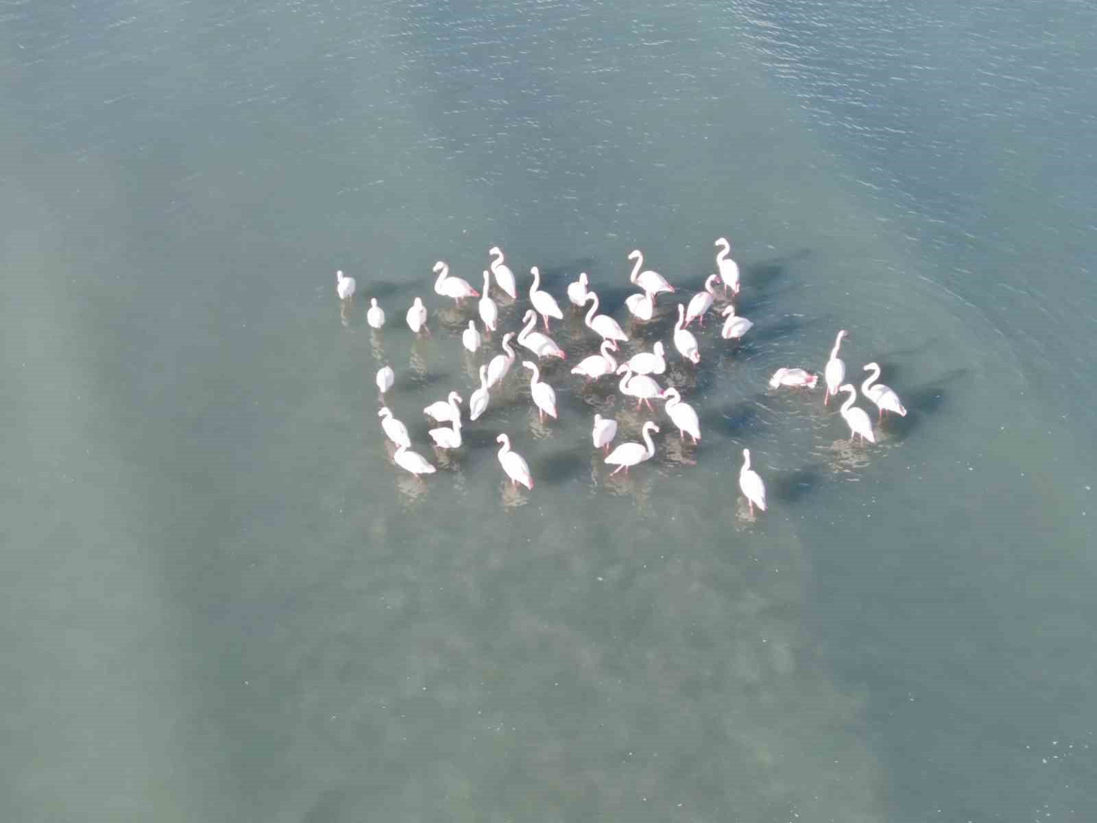 Flamingolar bu yıl da Van’dan göç etmedi
