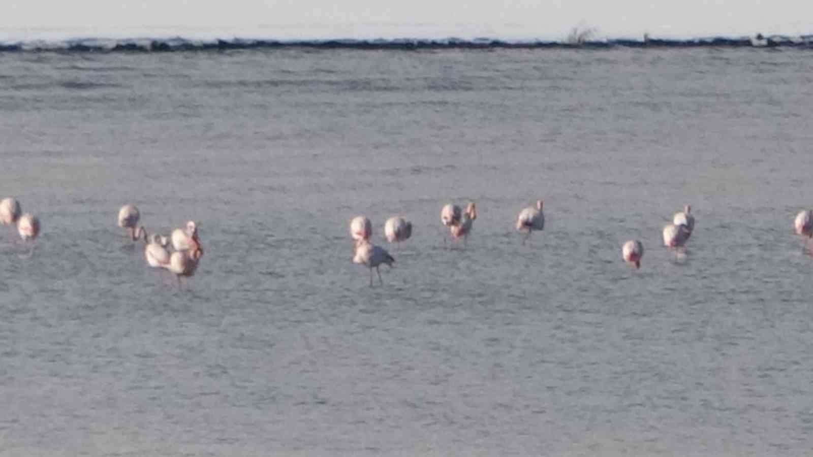 Flamingolar bu yıl da Van’dan göç etmedi
