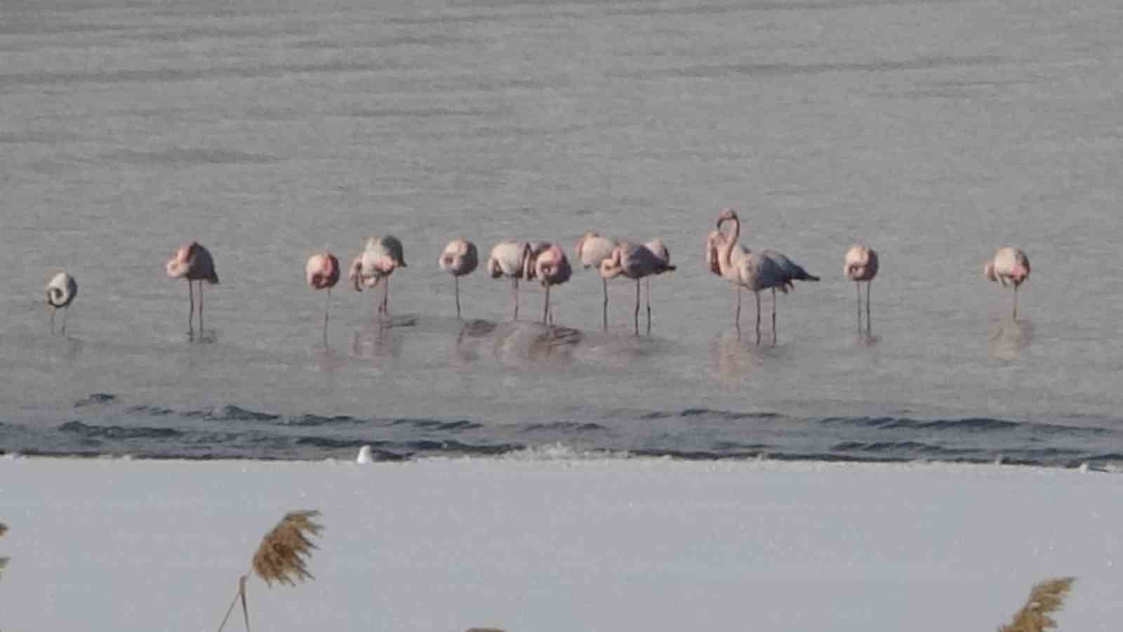 Flamingolar bu yıl da Van’dan göç etmedi
