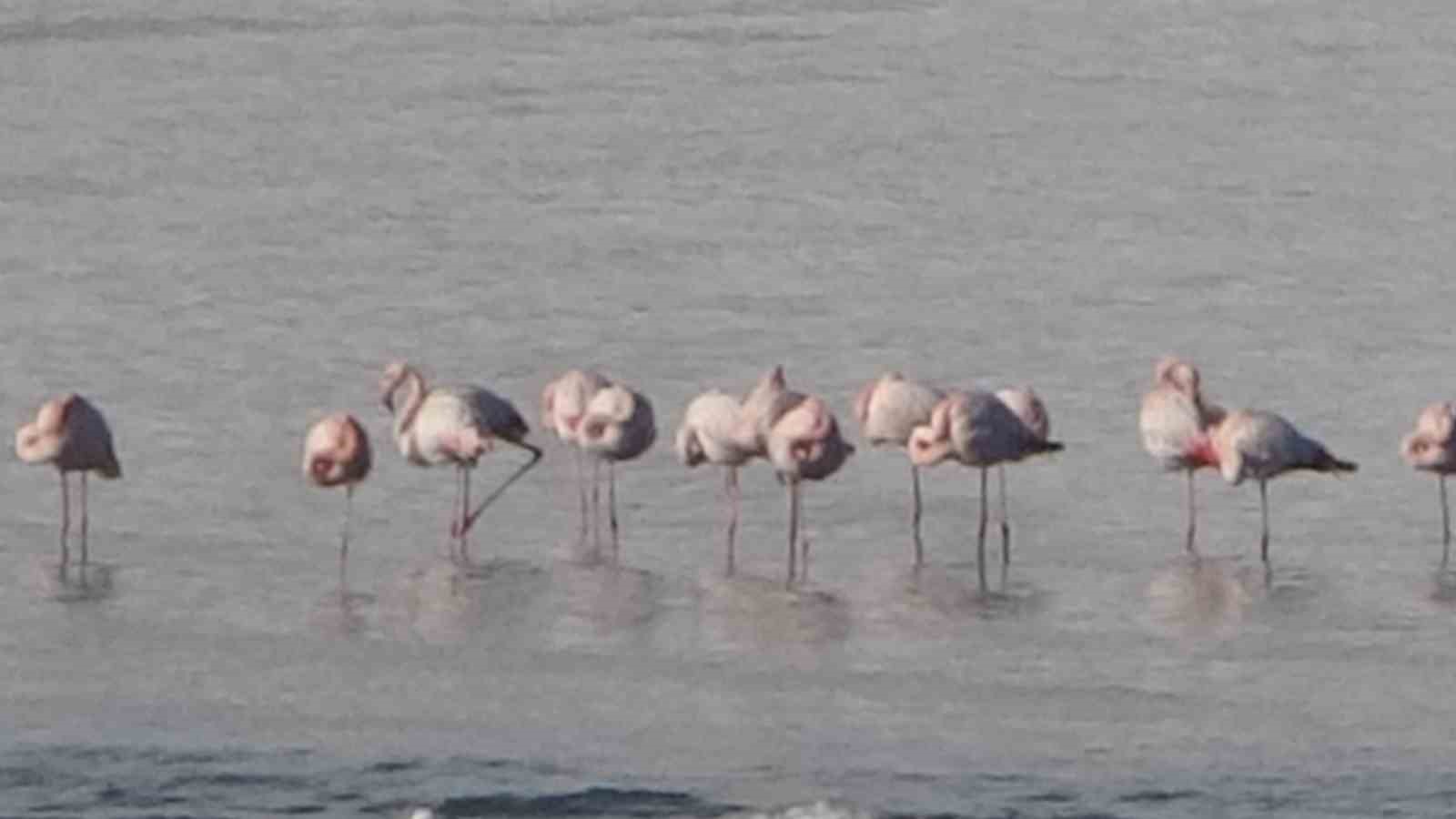 Flamingolar bu yıl da Van’dan göç etmedi
