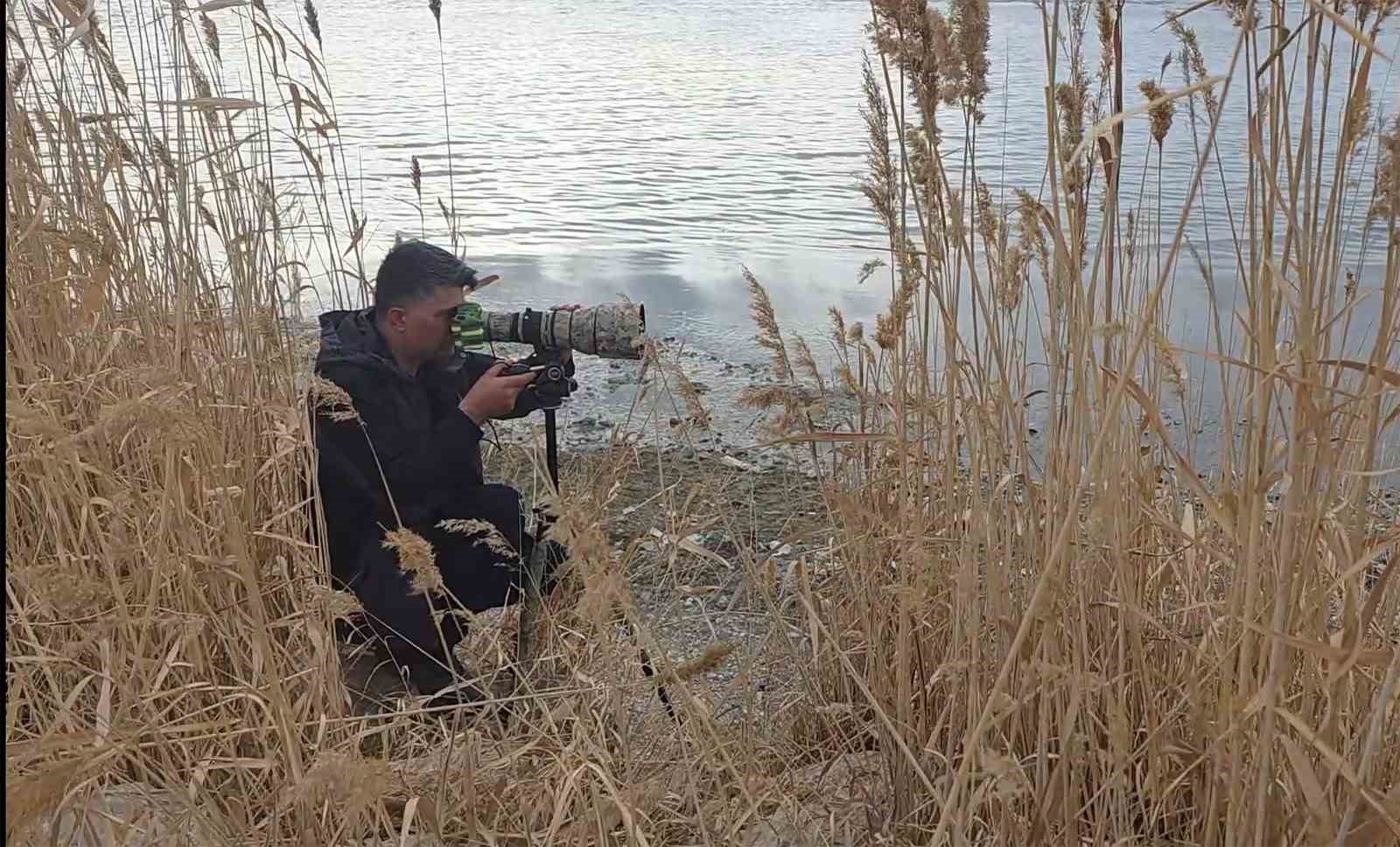Flamingolar Van Gölü Havzası’na geri döndü
