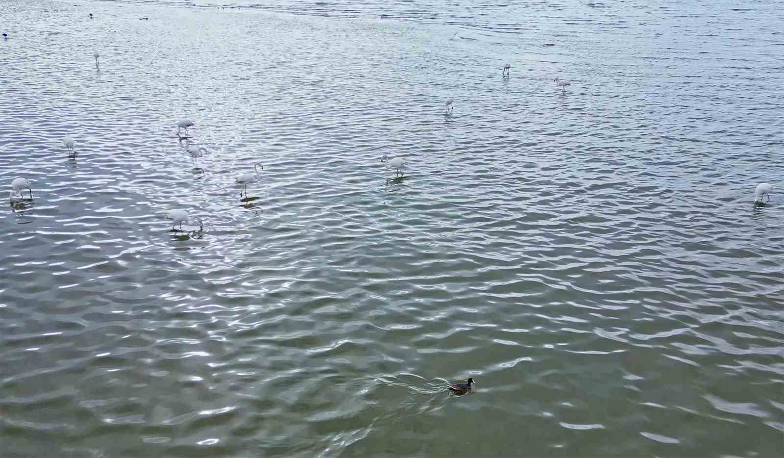 Flamingolar Van Gölü Havzası’na geri döndü
