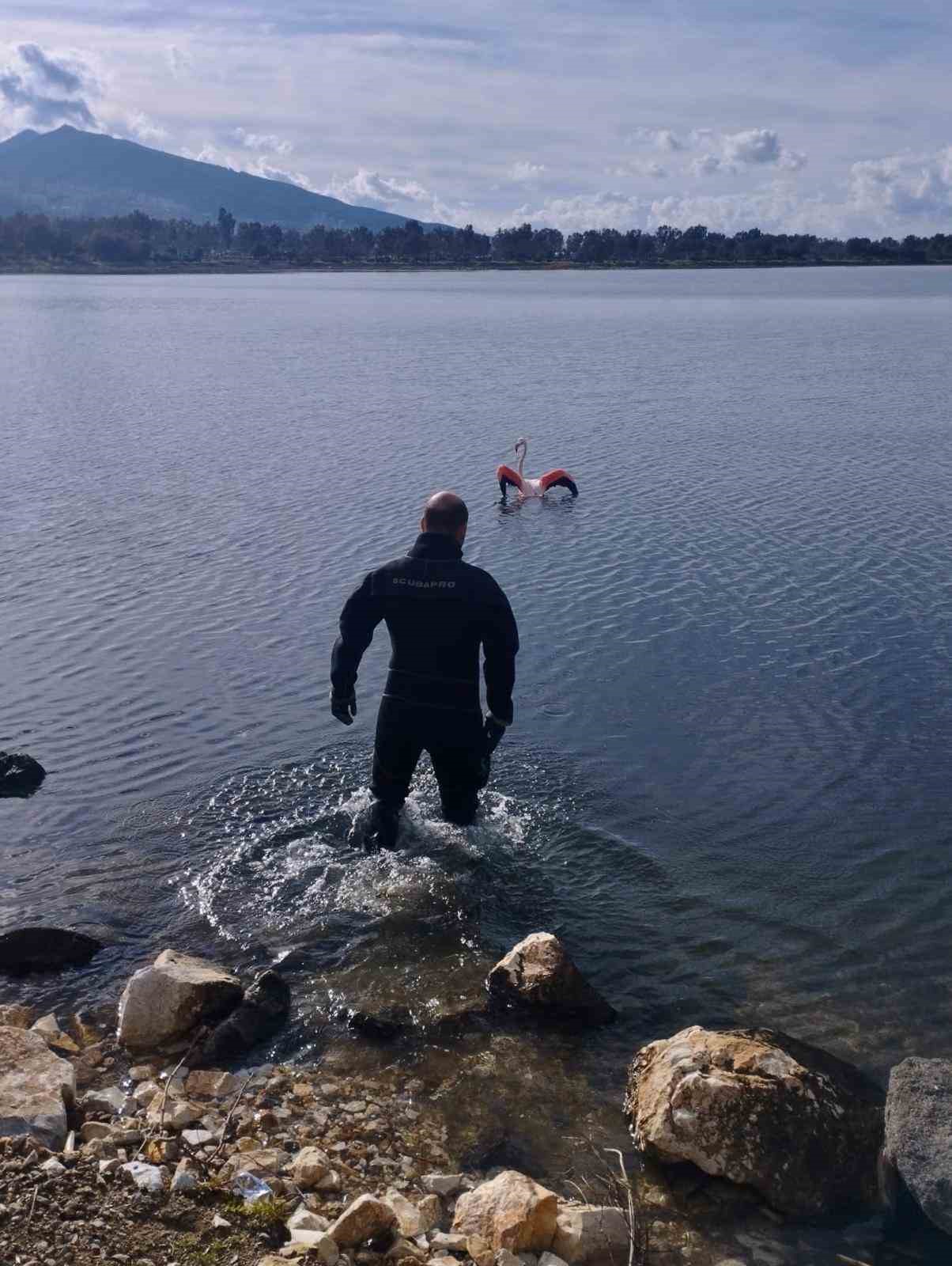 Flamingoya hayat veren kurtarma operasyonu
