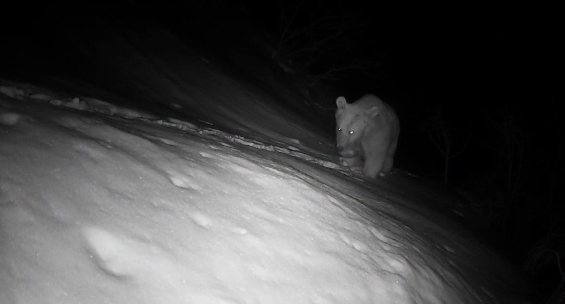 Fotokapana yansıyan yaban hayatı hareketliliği

