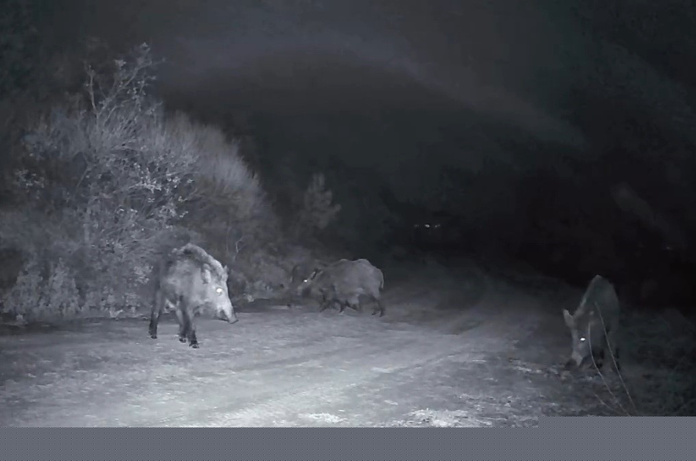 Ganos Dağları’nda domuz sürüsünün kavgası kameraya yansıdı
