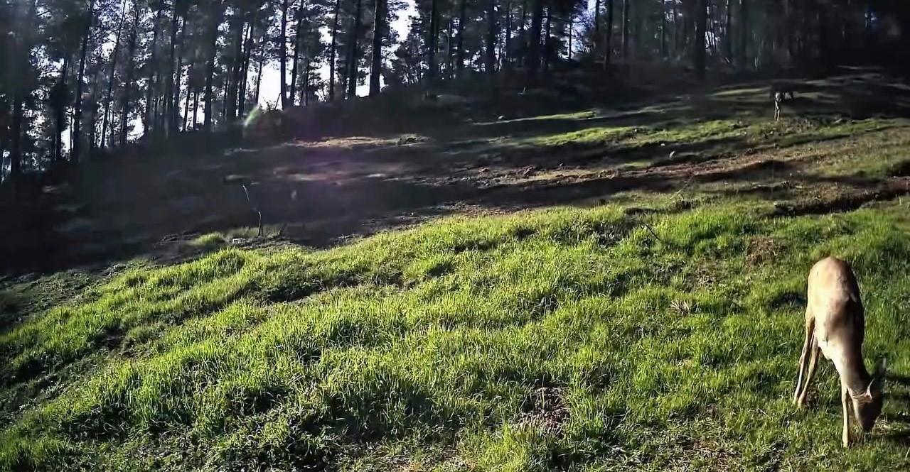 Ganos Dağları’nda karaca sürüsü fotokapana yansıdı
