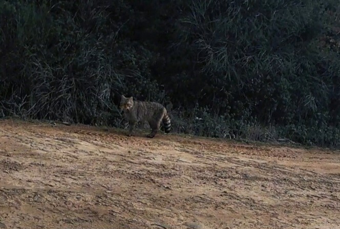 Ganos Dağları’nda yaban kedisi görüldü
