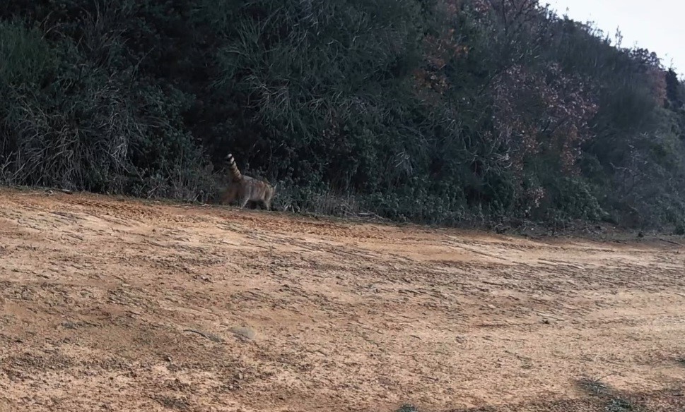 Ganos Dağları’nda yaban kedisi görüldü
