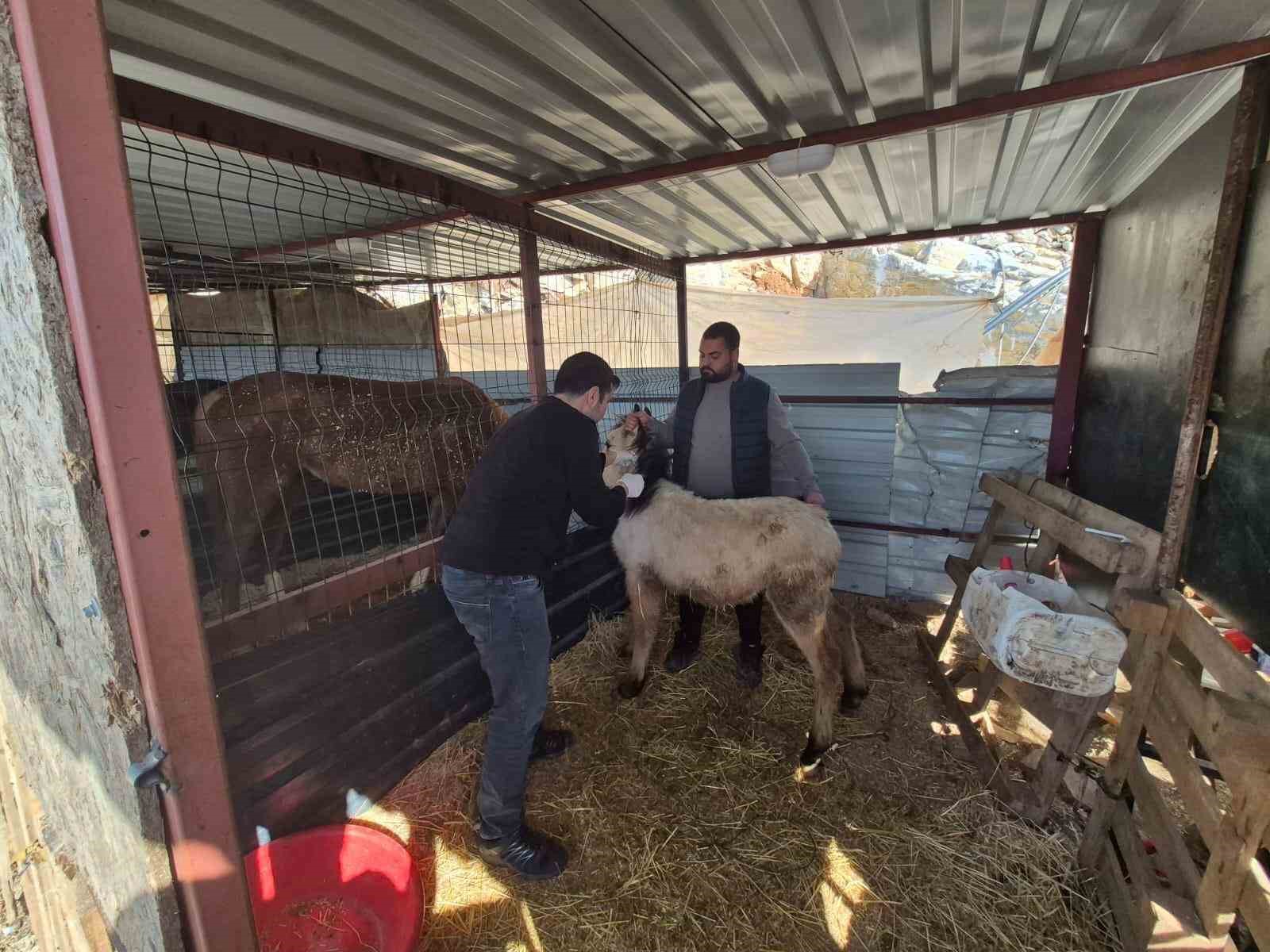 Gazipaşa’da hayvan sağlığı için sahada yoğun mesai
