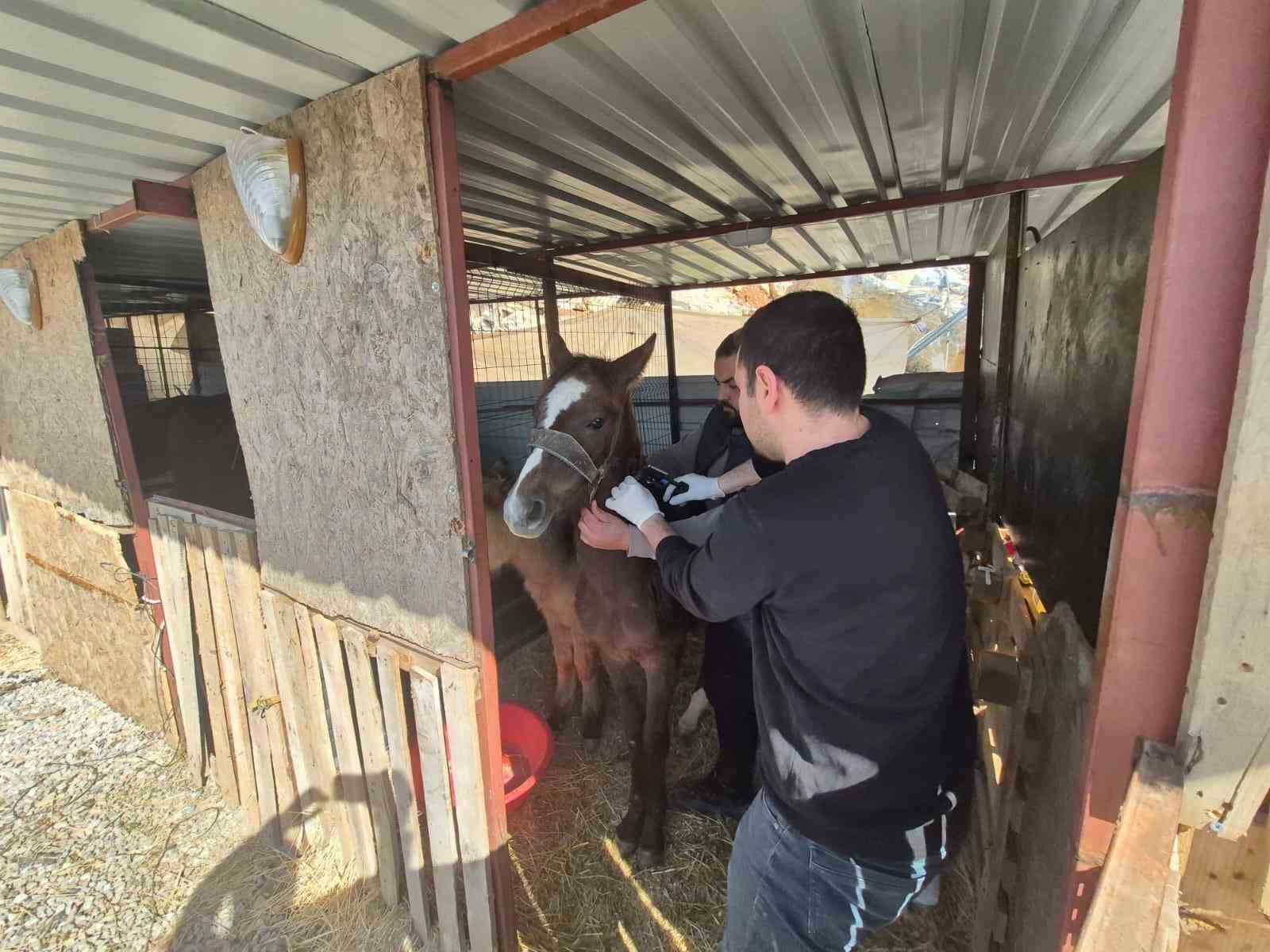 Gazipaşa’da hayvan sağlığı için sahada yoğun mesai
