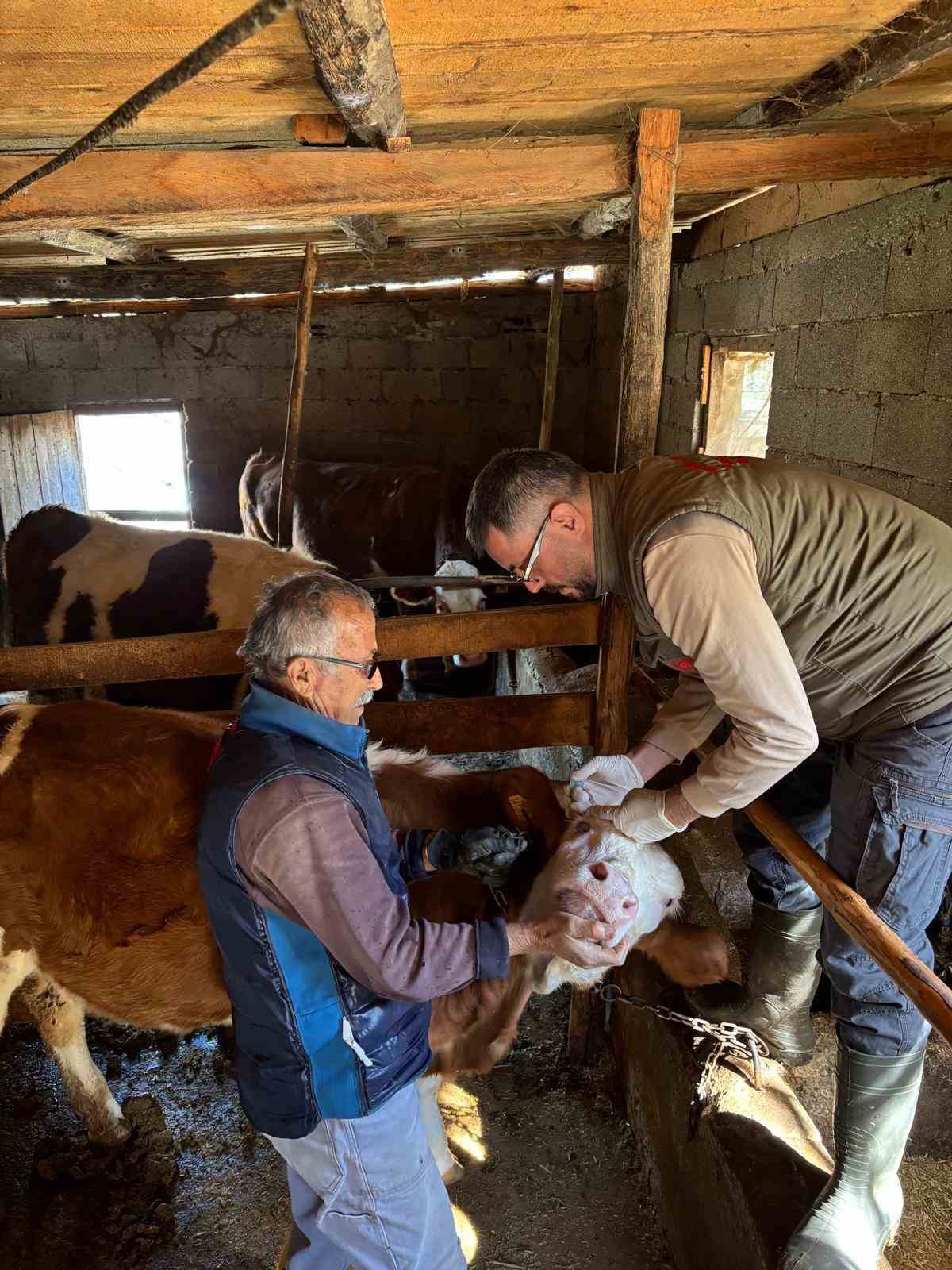 Gazipaşa’da hayvan sağlığı için sahada yoğun mesai
