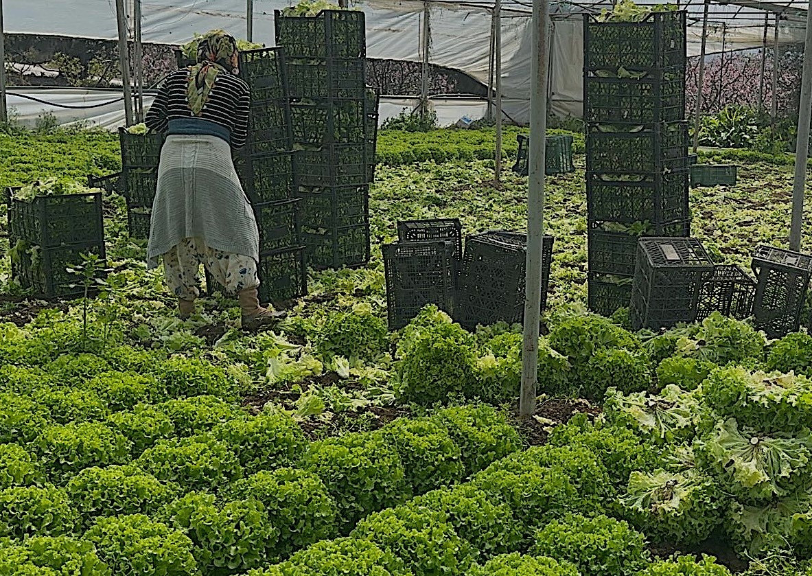 Geçen sene zararıyla ağlatan ’kıvırcık’ bu yıl güldürdü
