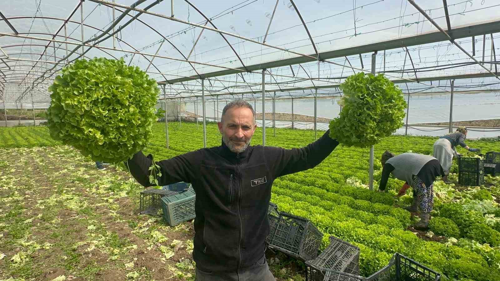 Geçen sene zararıyla ağlatan ’kıvırcık’ bu yıl güldürdü
