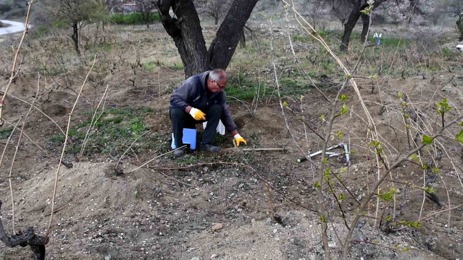 Geçen yıl don vurmuştu, Yozgatlı üzüm üreticisi bu yıl umutlu

