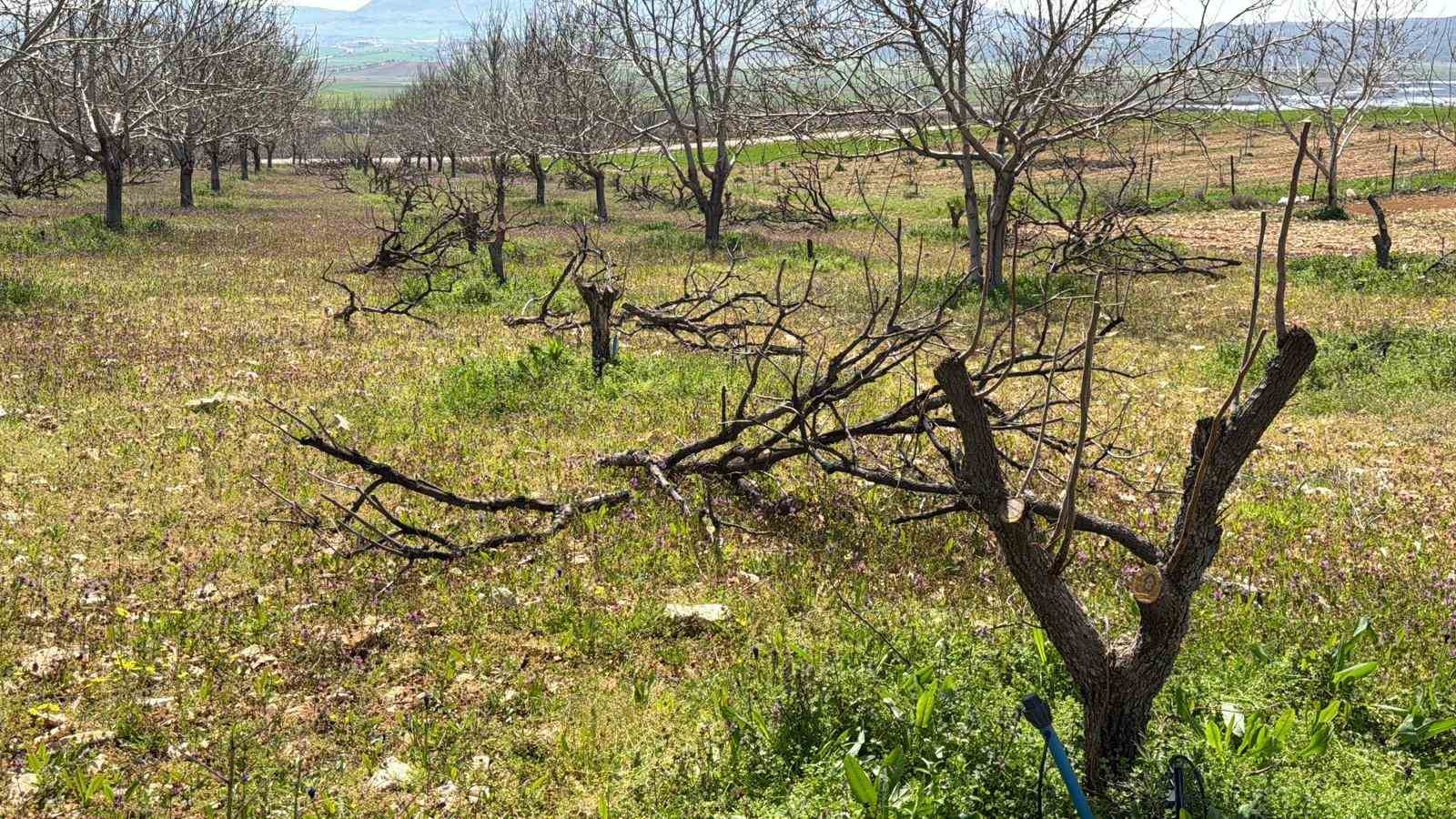 Geçtiğimiz yıl yaşanan zirai donun etkisi ağaçlarda sürüyor
