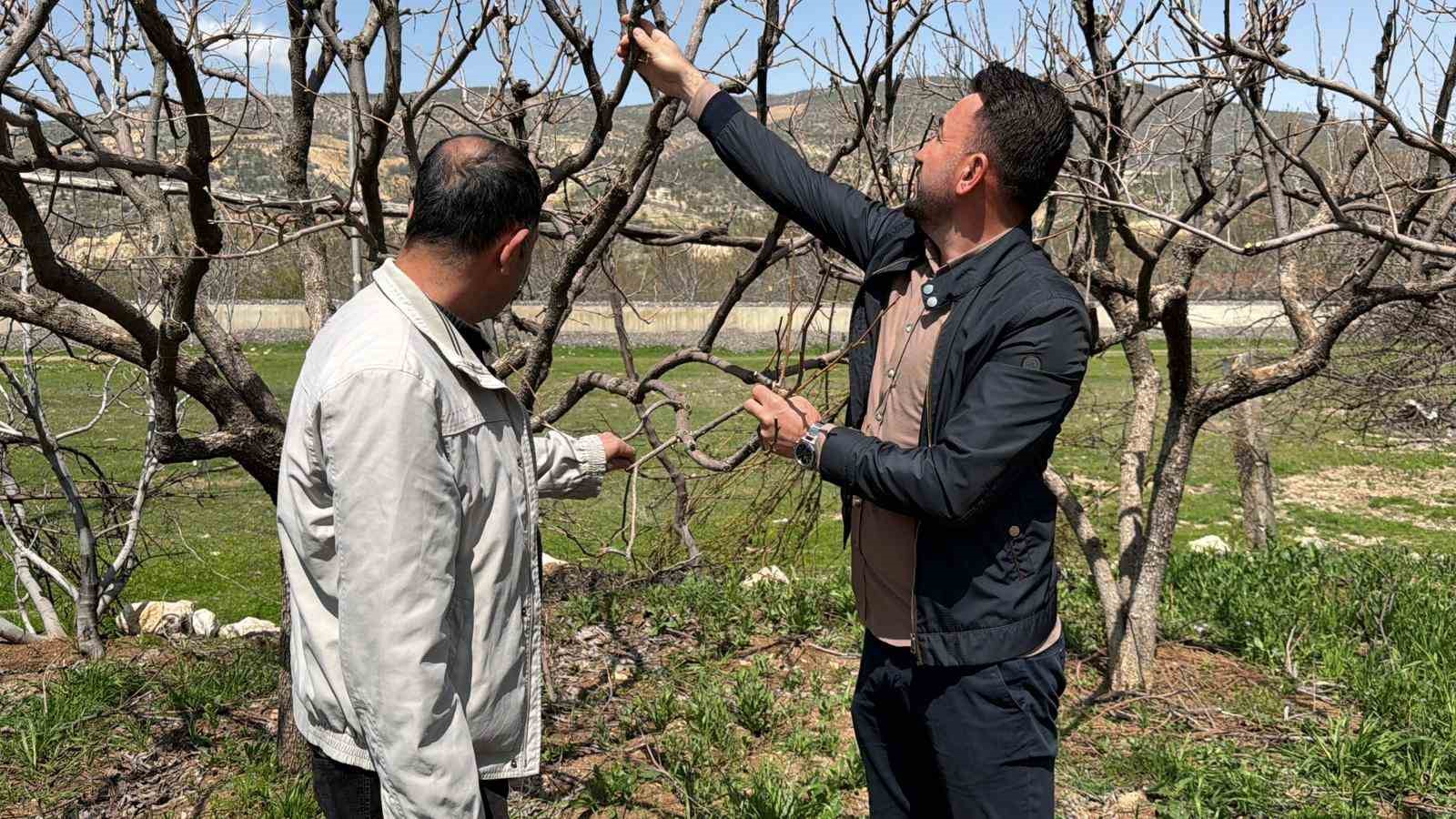 Geçtiğimiz yıl yaşanan zirai donun etkisi ağaçlarda sürüyor
