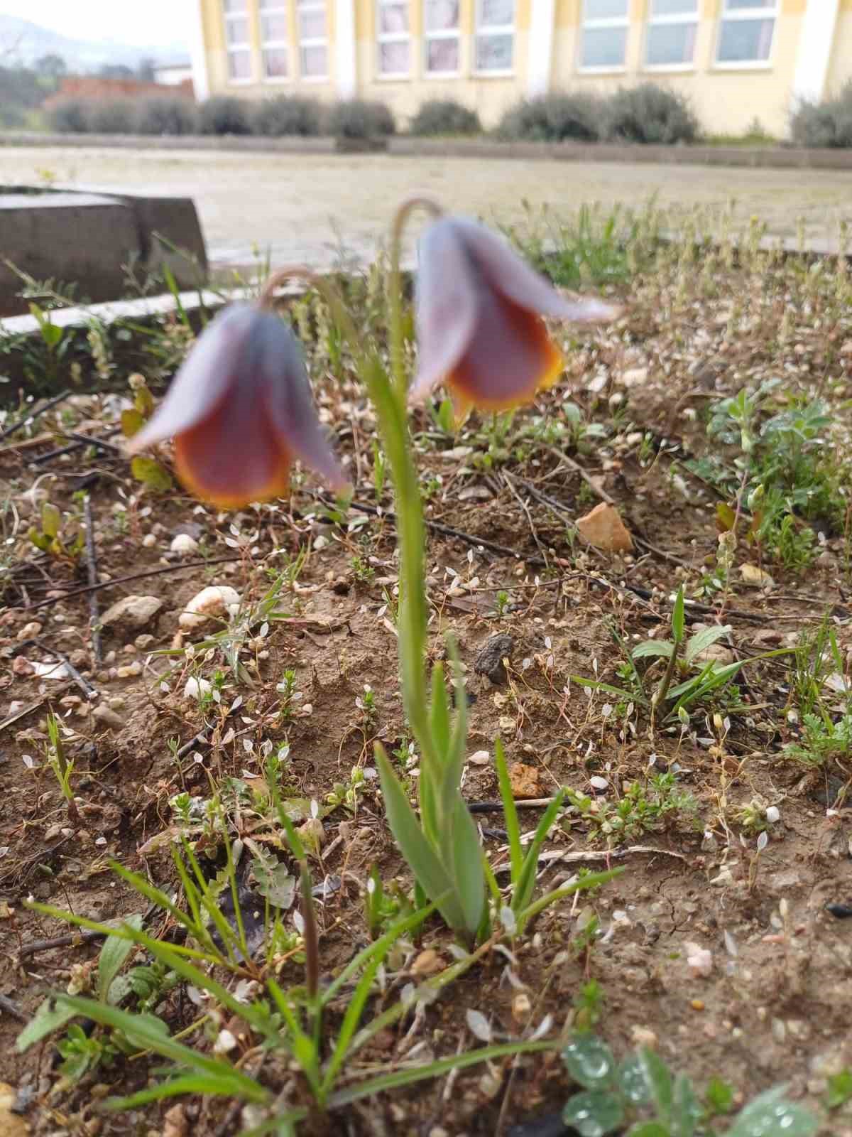 Gediz MYO kampüsünde sürpriz ’Ters Lale’
Gediz MYO kampüsünde sürpriz ’Ters Lale’