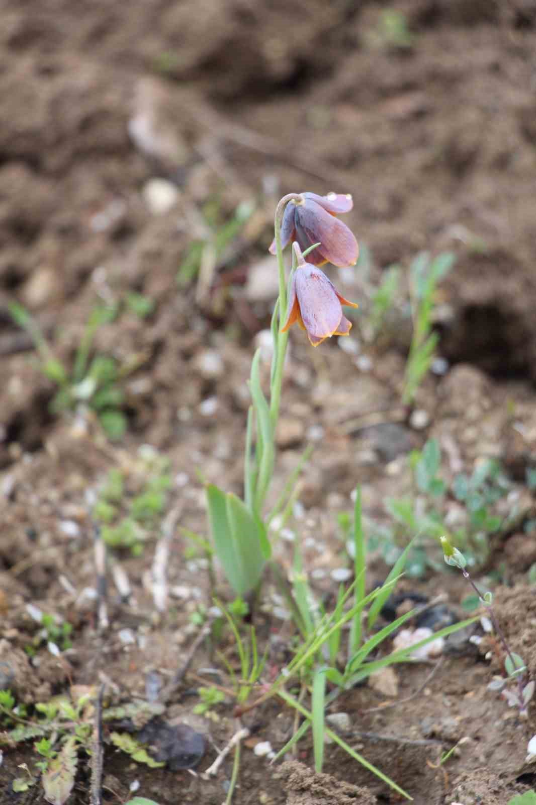 Gediz MYO kampüsünde sürpriz ’Ters Lale’
Gediz MYO kampüsünde sürpriz ’Ters Lale’