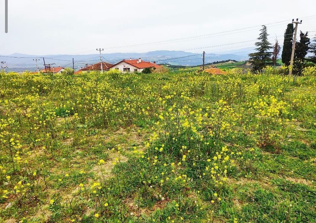 Gediz’de bahar aylarının getirdiği güzellik büyülüyor
