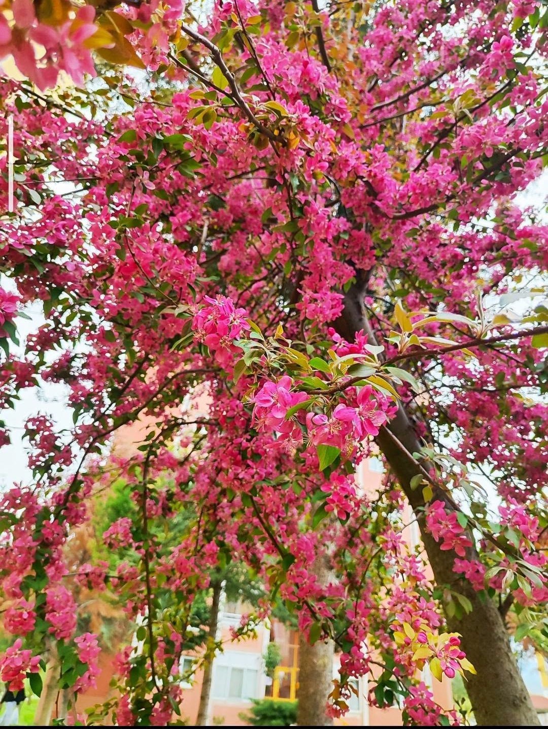 Gediz’de bahar aylarının getirdiği güzellik büyülüyor
