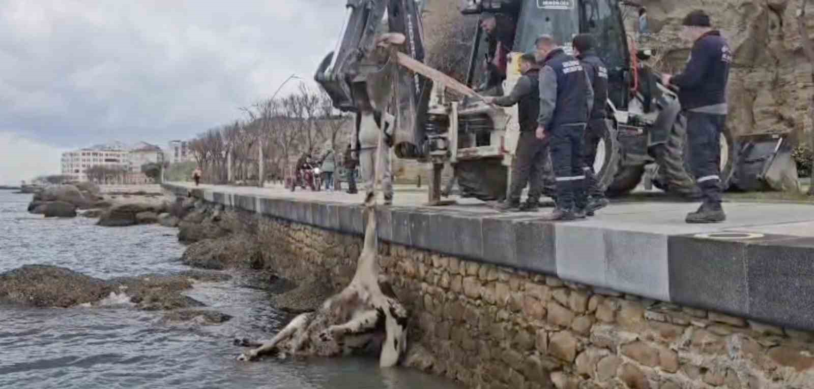 Gelibolu’da ölü inek sahile vurdu
