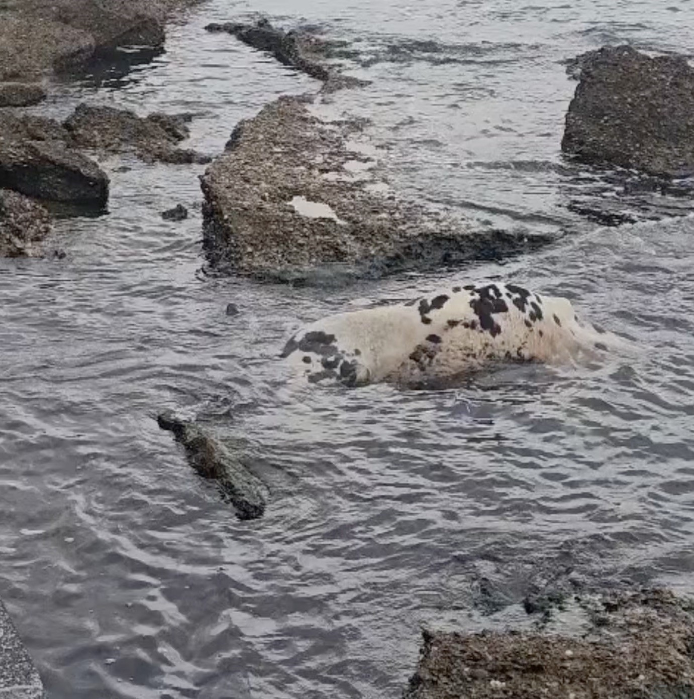 Gelibolu’da ölü inek sahile vurdu
