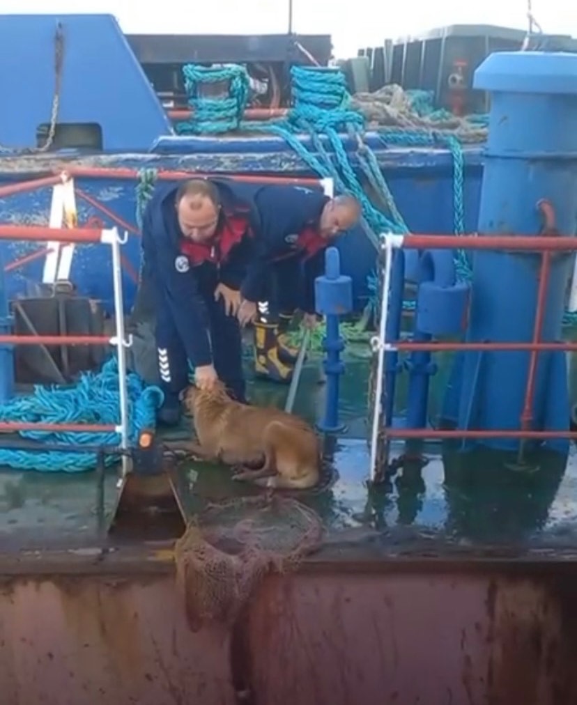 Gemiden denize düşen köpeği itfaiye kurtardı
