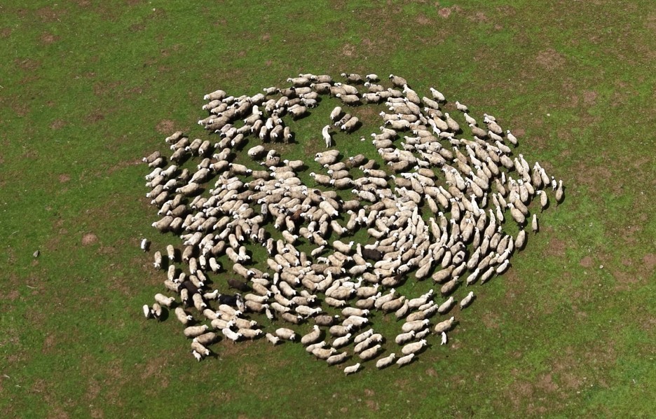 Genç besicilere büyük destek
Genç besicilere büyük destek