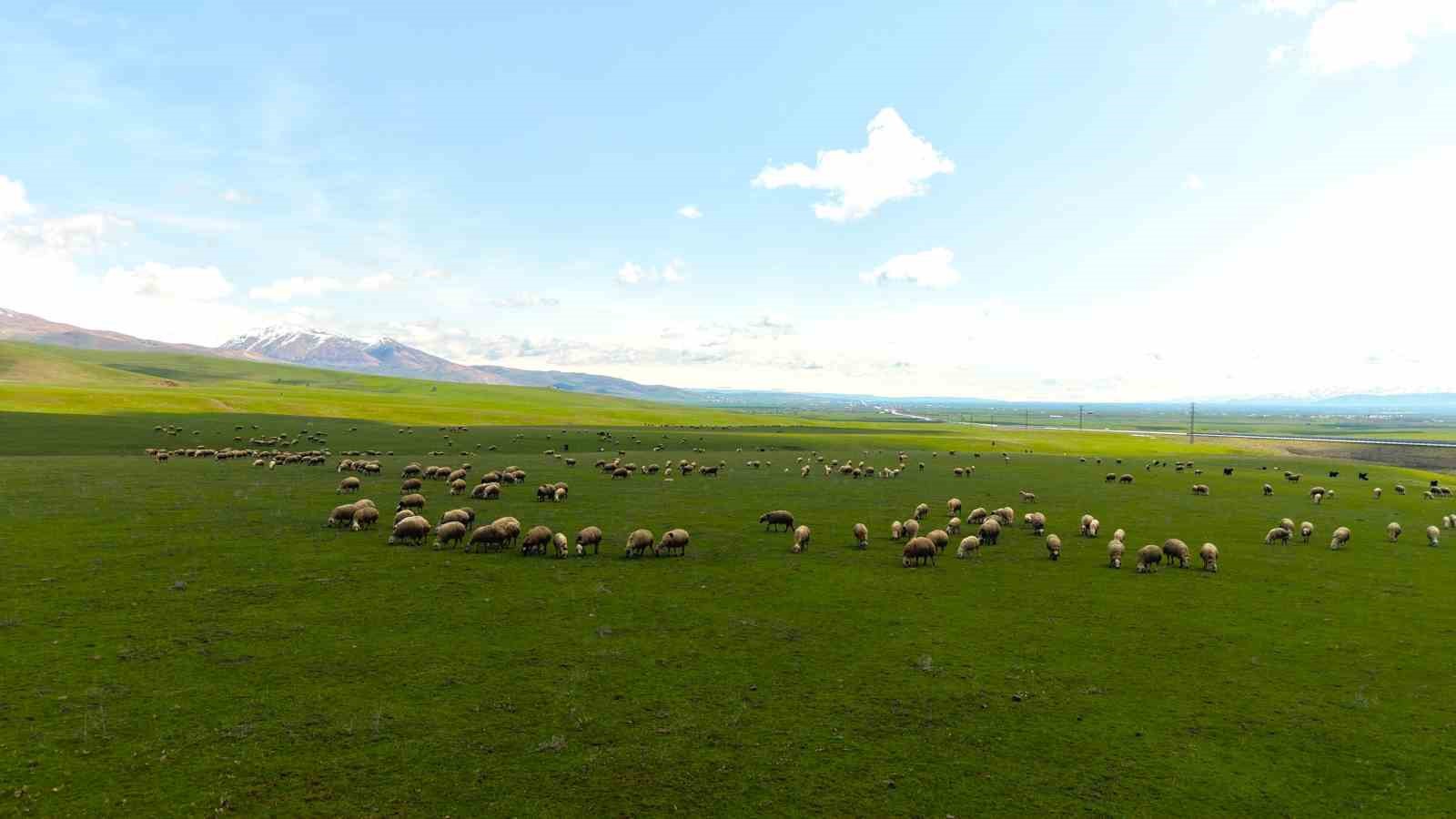 Genç besicilere büyük destek
Genç besicilere büyük destek