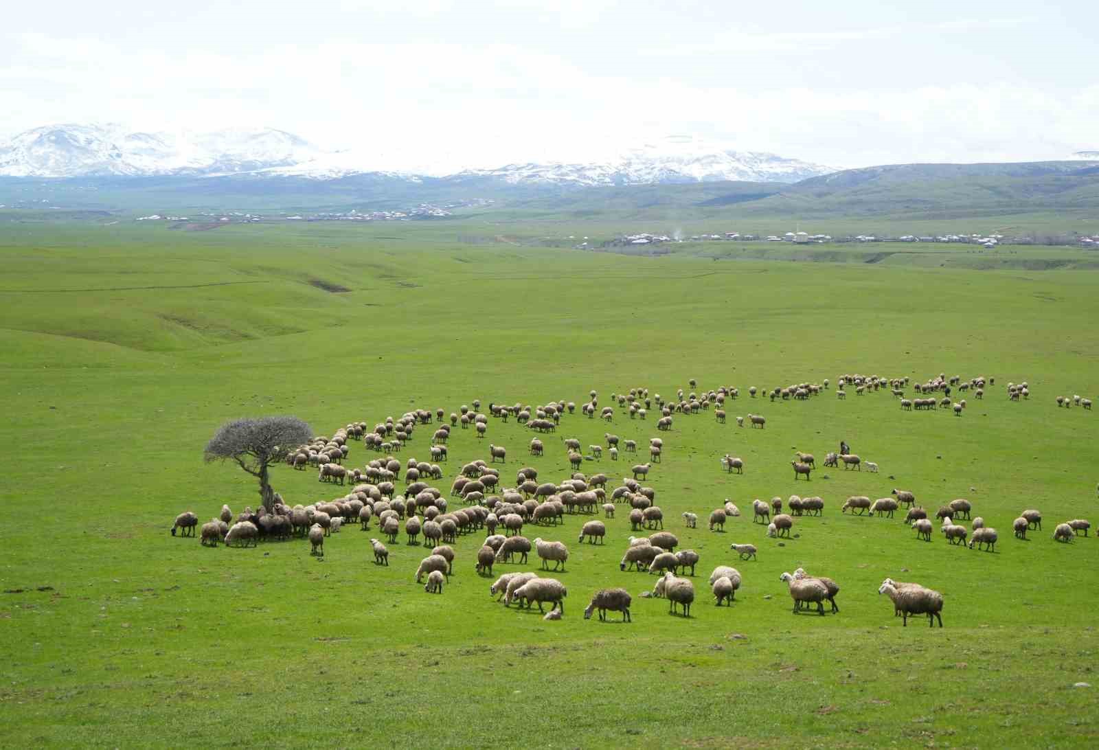 Genç besicilere büyük destek
Genç besicilere büyük destek