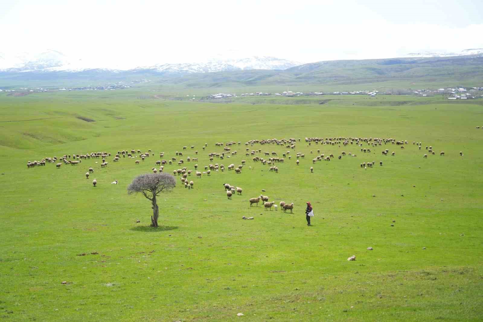 Genç besicilere büyük destek
Genç besicilere büyük destek