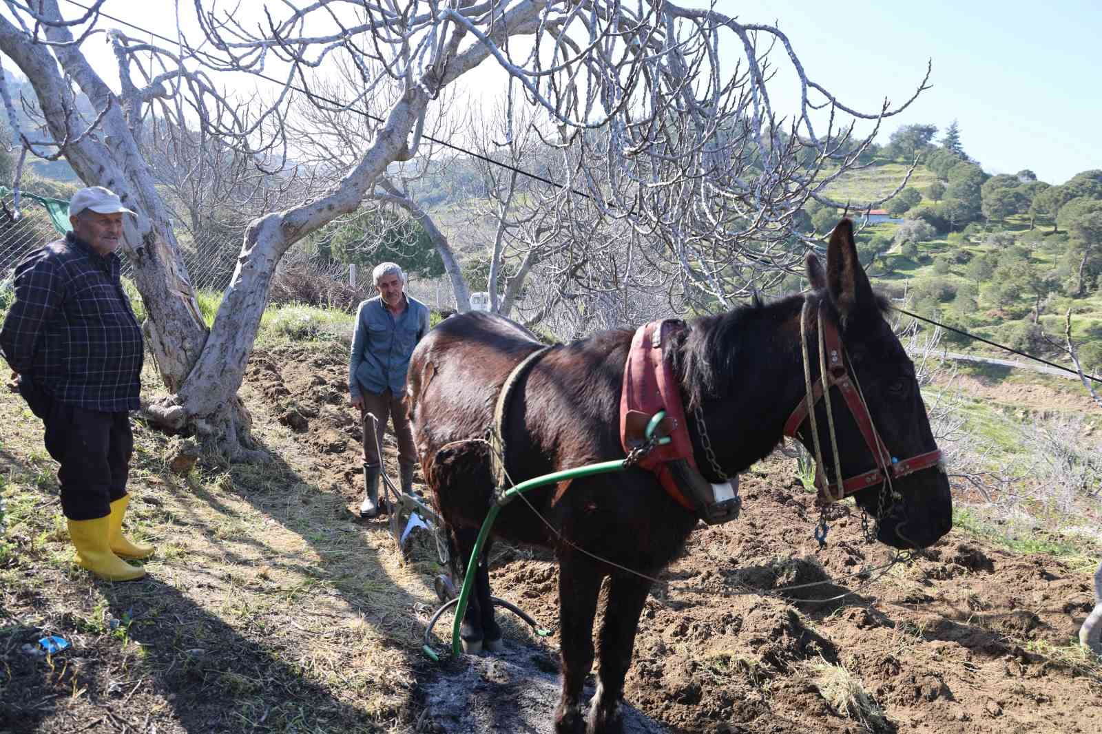 Gençler köyü terk edince iş yaşlılara kaldı
