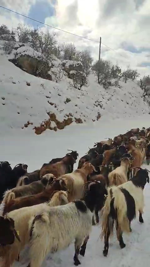 Gercüş kırsalına inen kurt paniğe neden oldu
