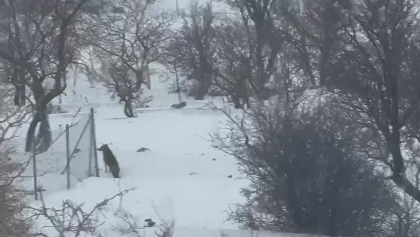 Gercüş’te aç kalan kurtlar, şehir merkezine indi
