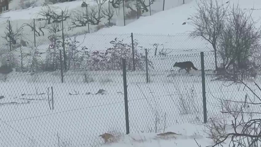 Gercüş’te aç kalan kurtlar, şehir merkezine indi
