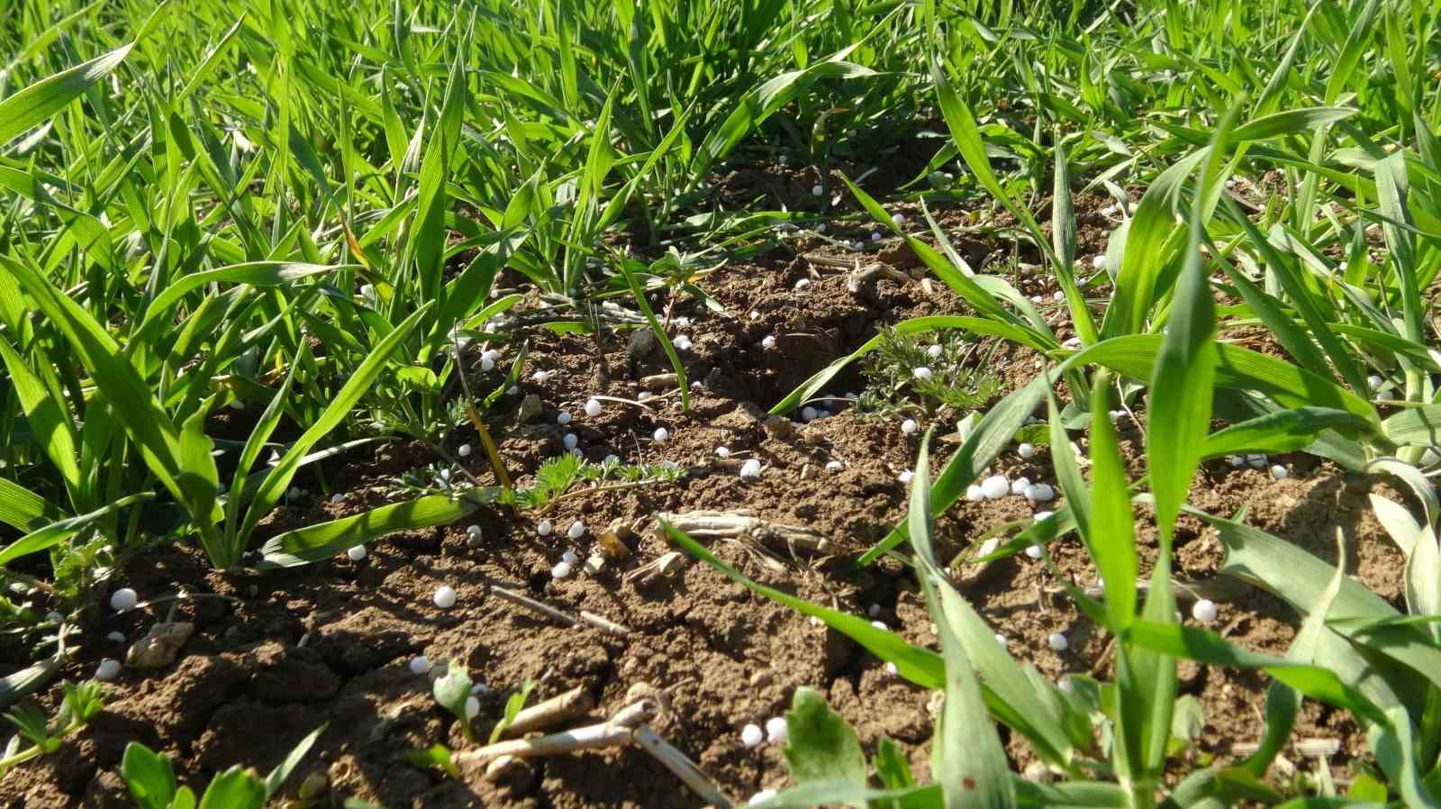 Gercüş’te çiftçilerin bahar mesaisi başladı: Tarlalar gübreyle buluşuyor
