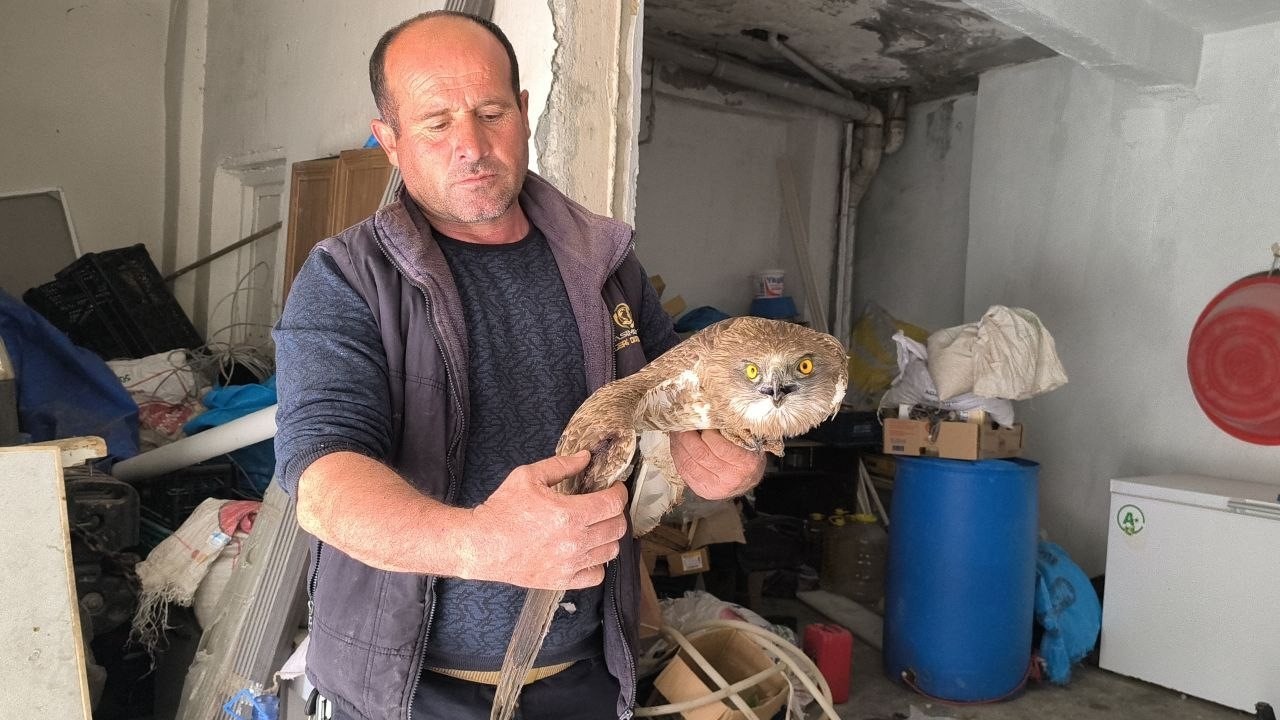 Gercüş’te yaralı kızıl şahine şefkat eli
