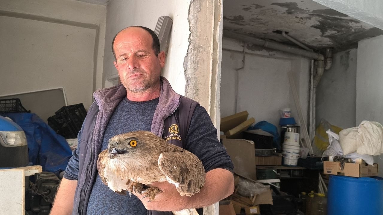 Gercüş’te yaralı kızıl şahine şefkat eli
