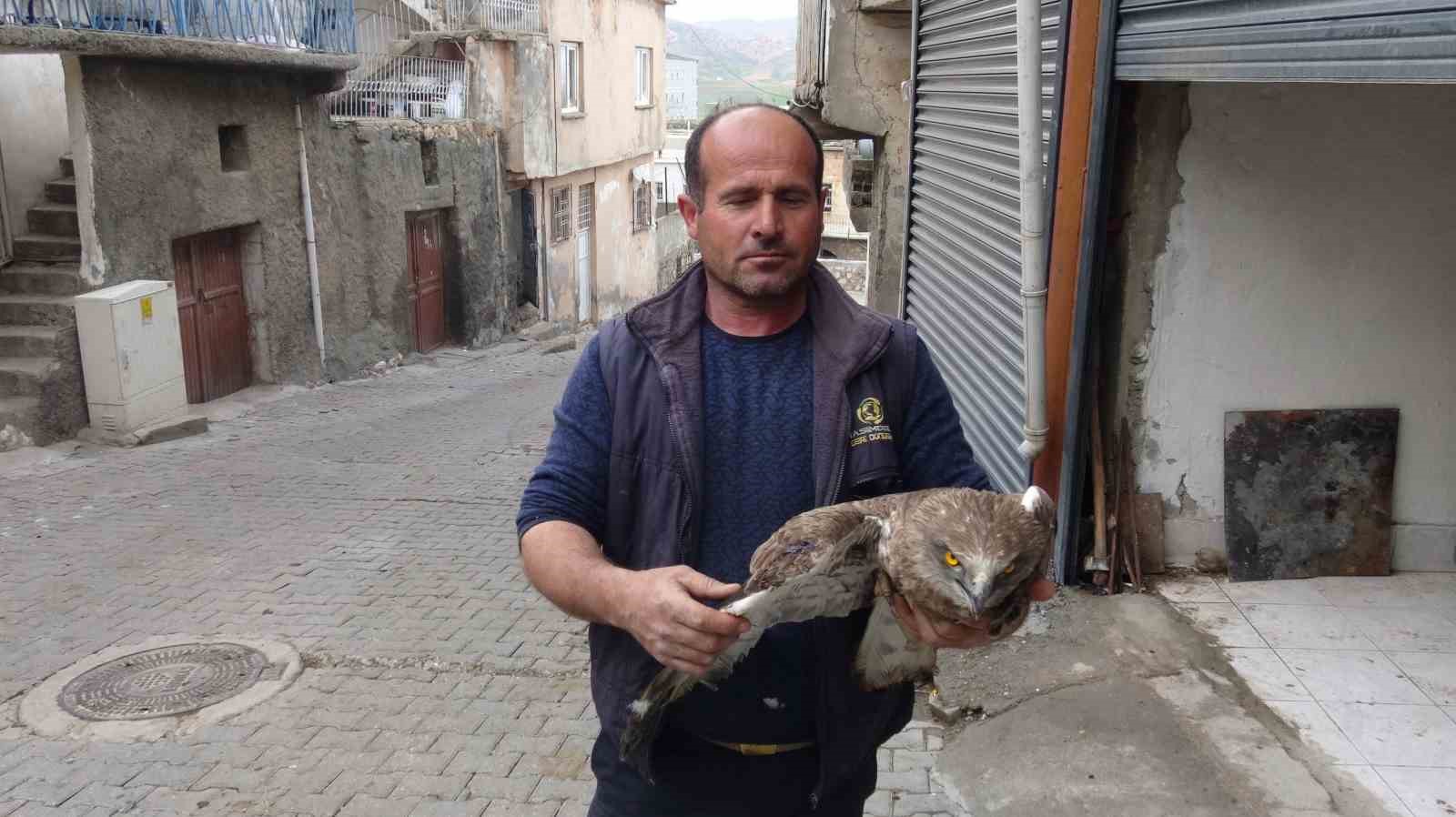 Gercüş’te yaralı kızıl şahine şefkat eli
