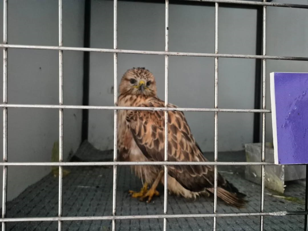 Germencik’te belediyenin ihbar hattı yaban hayvanlarına da umut oluyor
Germencik’te belediyenin ihbar hattı yaban hayvanlarına da umut oluyor