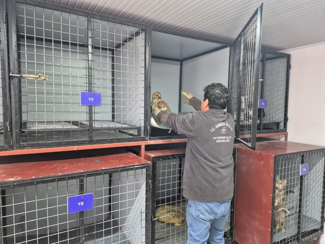 Germencik’te belediyenin ihbar hattı yaban hayvanlarına da umut oluyor
Germencik’te belediyenin ihbar hattı yaban hayvanlarına da umut oluyor