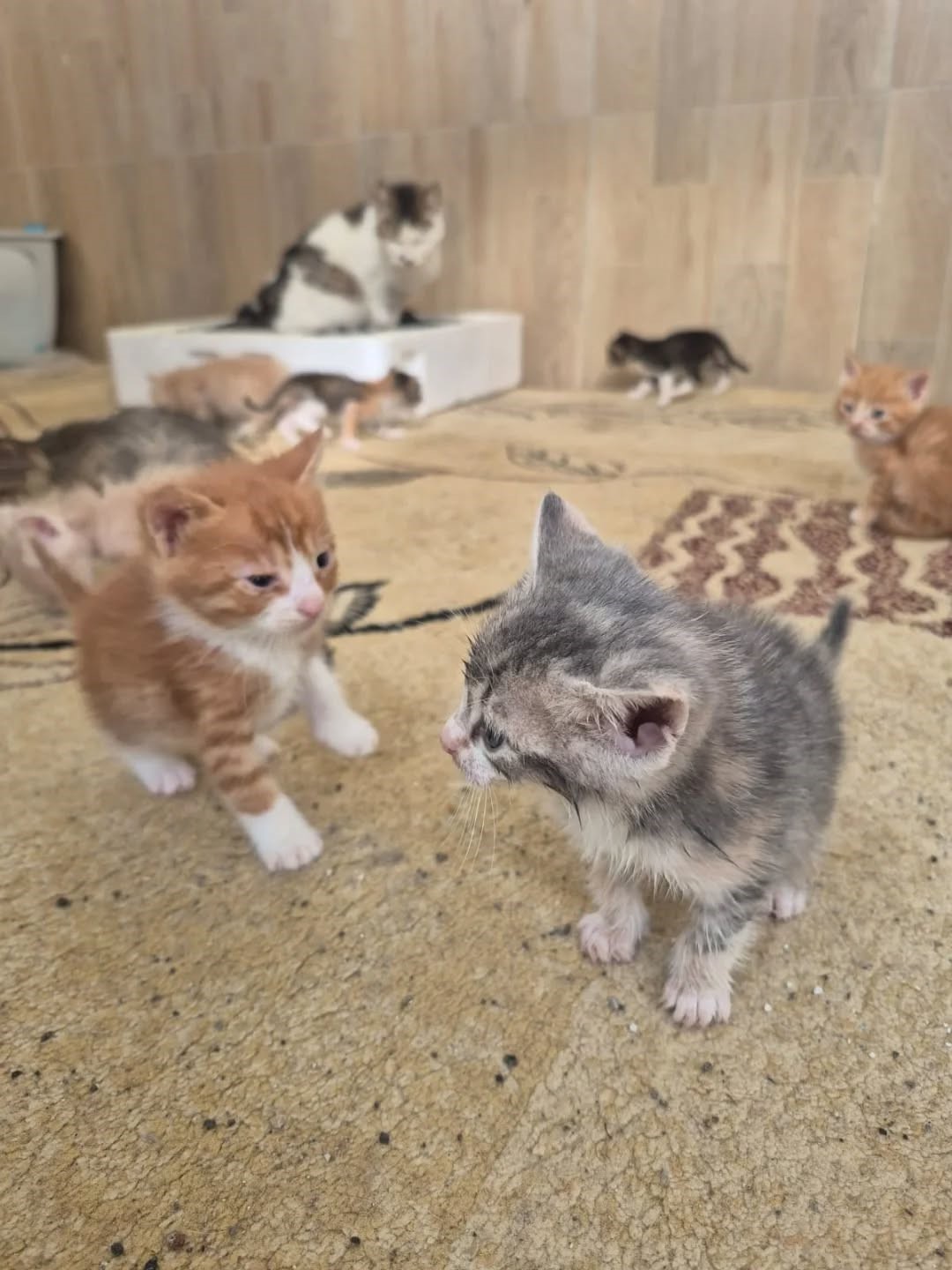 Germencik’te can dostlar yeni yuvalarını arıyor
