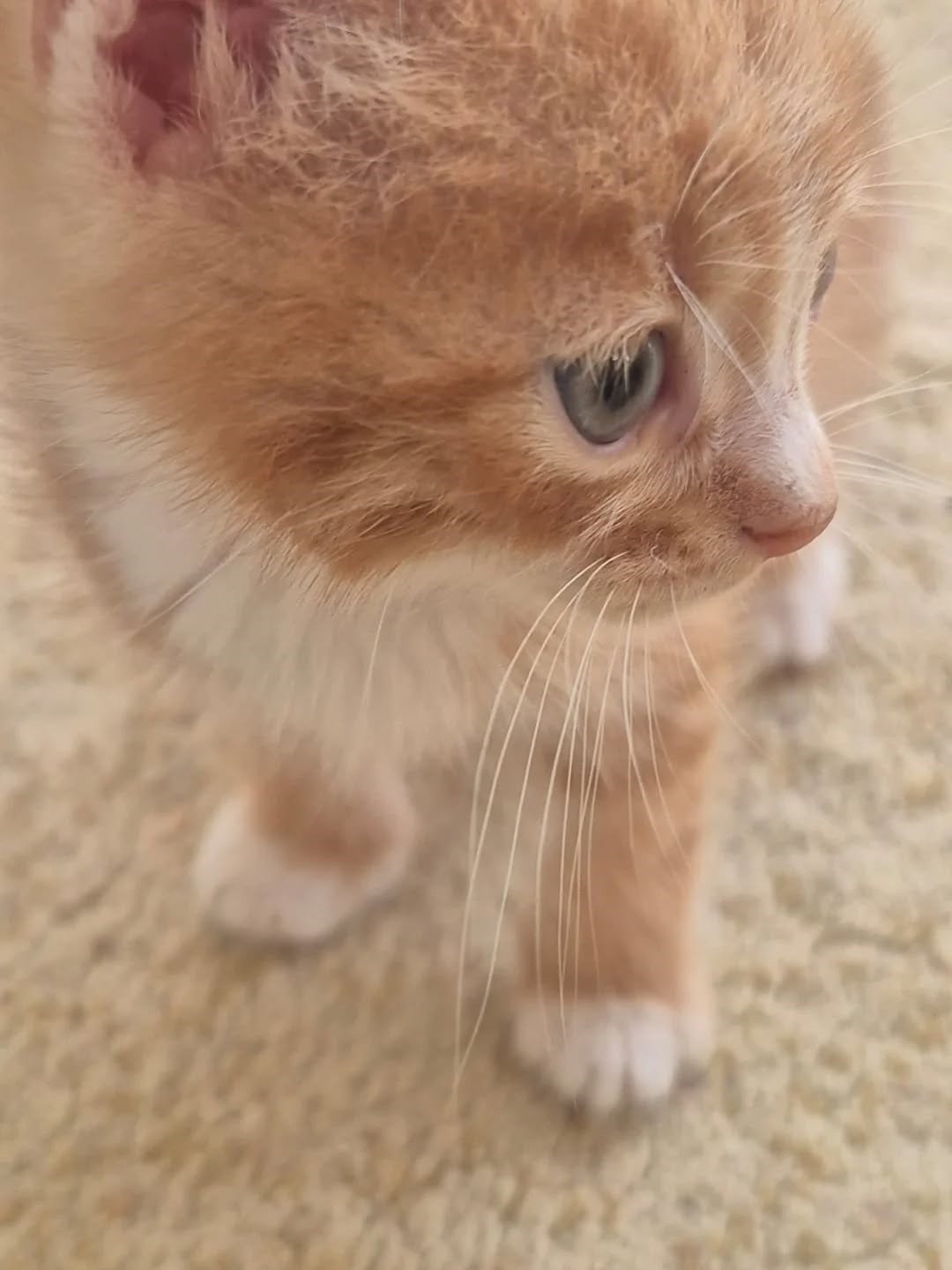 Germencik’te can dostlar yeni yuvalarını arıyor
