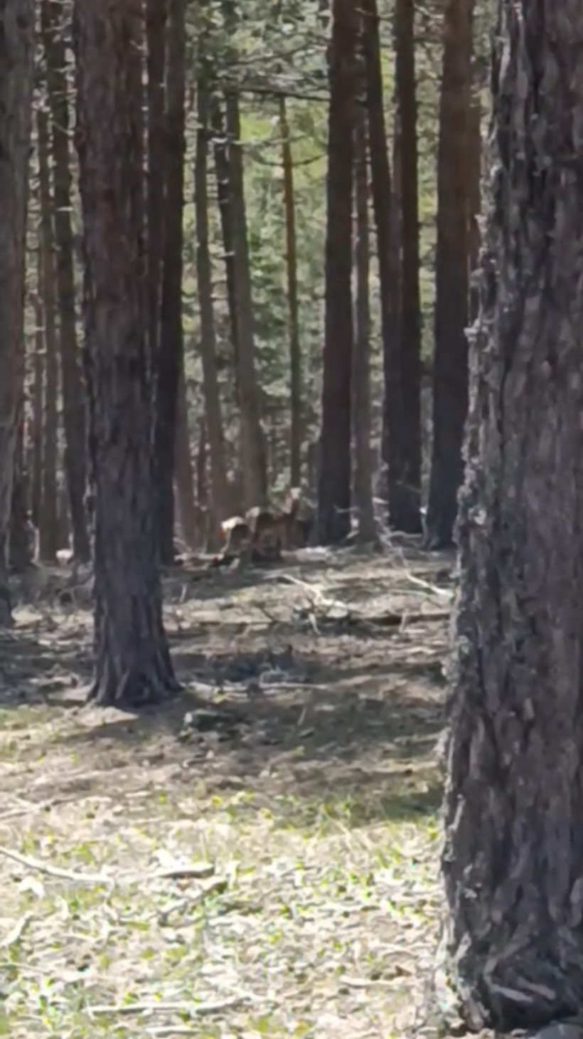 Geyik sürüsü amatör kameraya yansıdı
