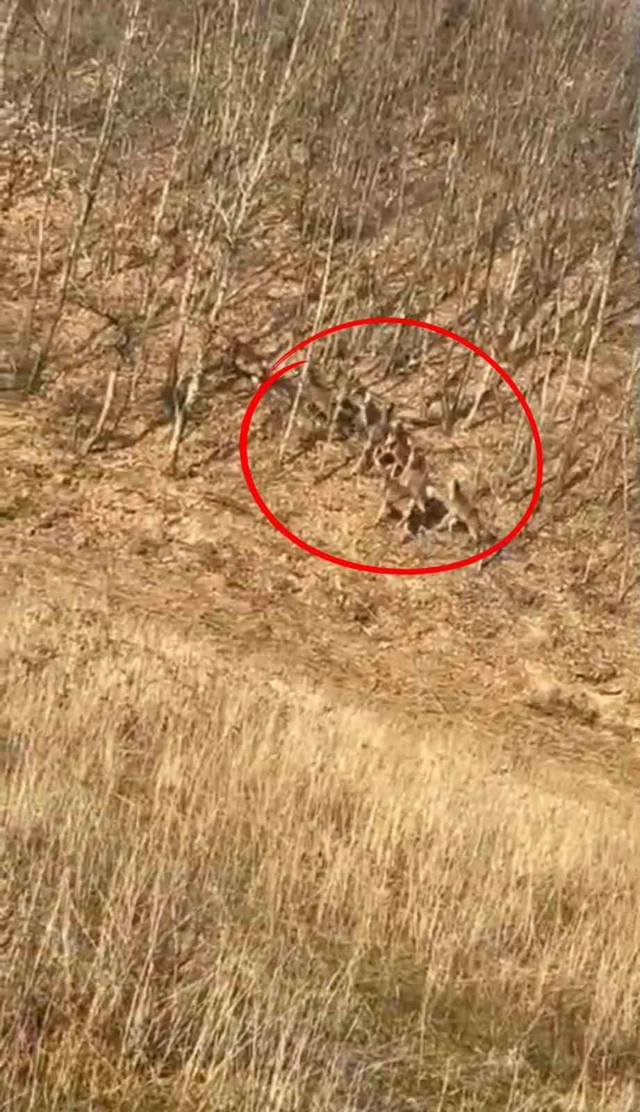 Geyik sürüsü kameraya böyle takıldı
